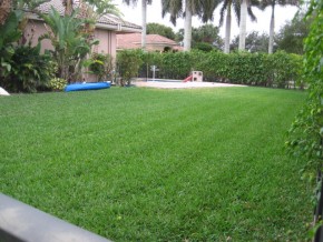 Yard_6345